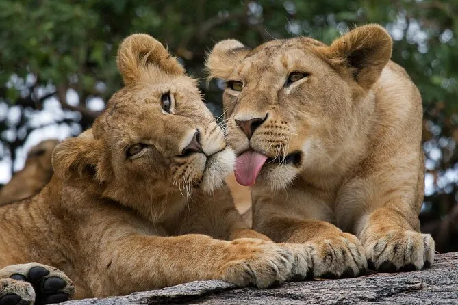 Open-top safari vehicle on a game drive in Nairobi National Park spotting lions and rhinos on the Athi plains